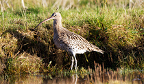 A curlew at Wood Lane Nature Reserve